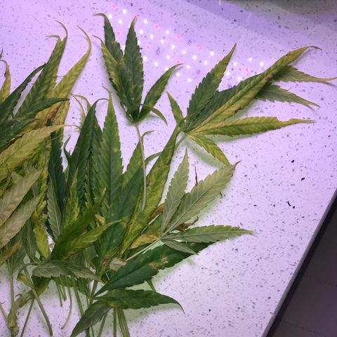 G13 fem mother Indica growlog photo: Yellowing leaves 