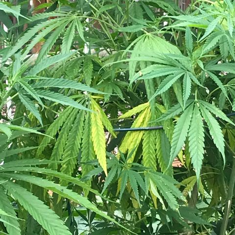 G13 fem mother Indica growlog photo: Yellowing leaves 