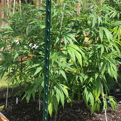 G13 fem mother Indica growlog photo: Yellowing leaves 