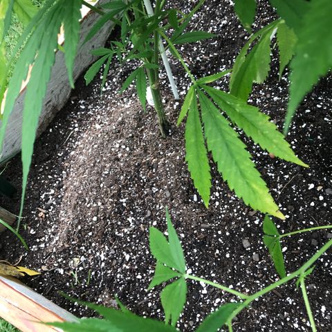G13 fem mother Indica growlog photo: Yellowing leaves 