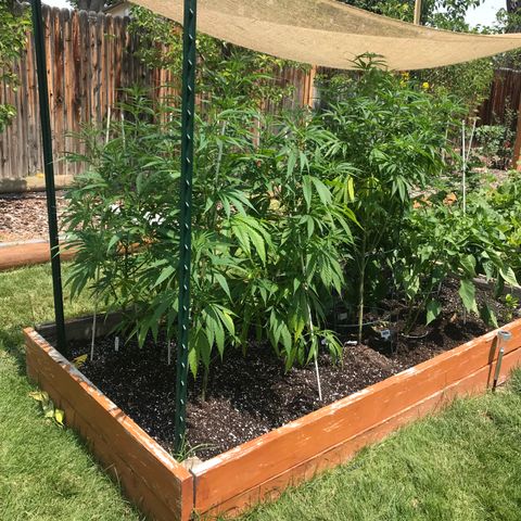G13 fem mother Indica growlog photo: Yellowing leaves 