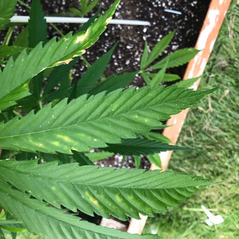 G13 fem mother Indica growlog photo: Yellowing leaves 