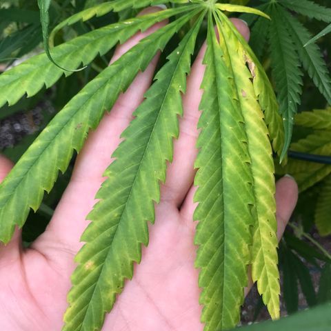 G13 fem mother Indica growlog photo: Yellowing leaves 