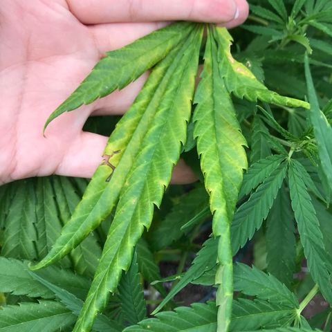 G13 fem mother Indica growlog photo: Yellowing leaves 