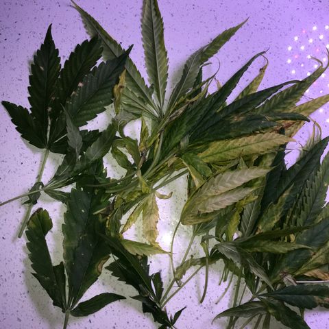 G13 fem mother Indica growlog photo: Yellowing leaves 