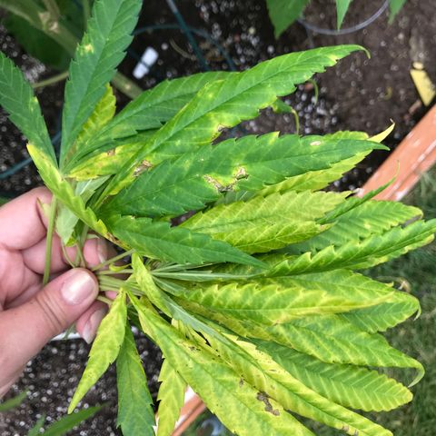 G13 fem mother Indica growlog photo: Yellowing leaves 