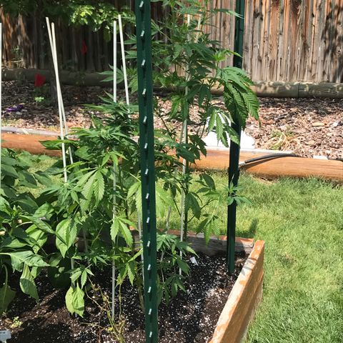 G13 fem mother Indica growlog timeline photo