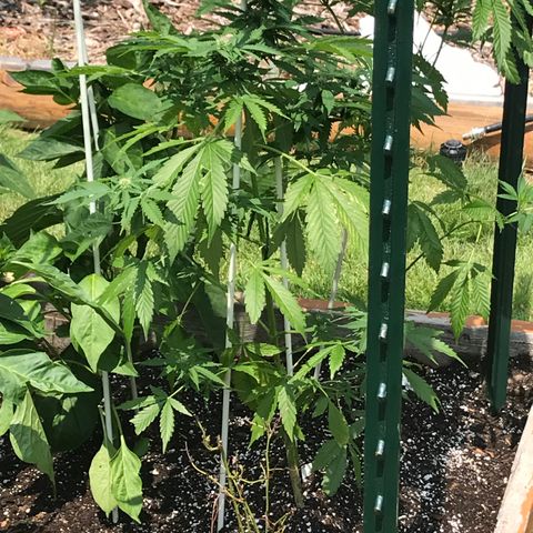 G13 fem mother Indica growlog timeline photo