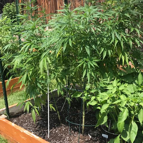 G13 fem mother Indica growlog timeline photo