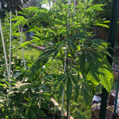 G13 fem mother Indica growlog timeline photo