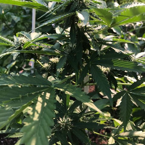 G13 fem mother Indica growlog timeline photo
