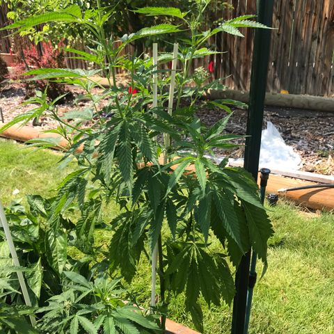 G13 fem mother Indica growlog timeline photo