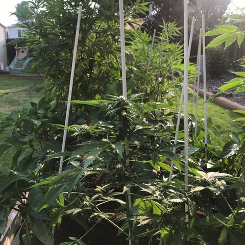 G13 fem mother Indica growlog timeline photo