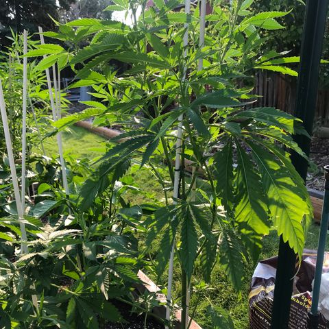 G13 fem mother Indica growlog timeline photo