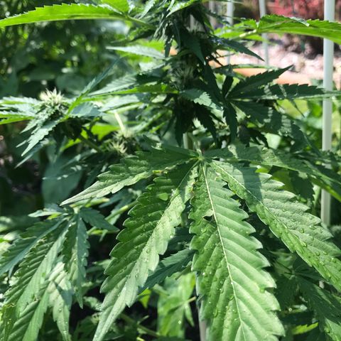 G13 fem mother Indica growlog timeline photo