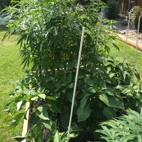 G13 fem mother Indica growlog timeline photo