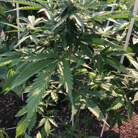 G13 fem mother Indica growlog timeline photo