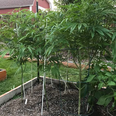 G13 fem mother Indica growlog timeline photo