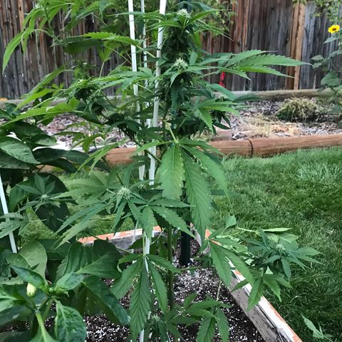 G13 fem mother Indica growlog timeline photo