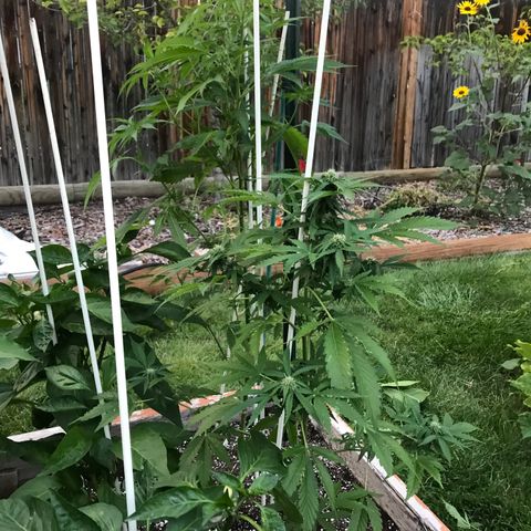 G13 fem mother Indica growlog timeline photo