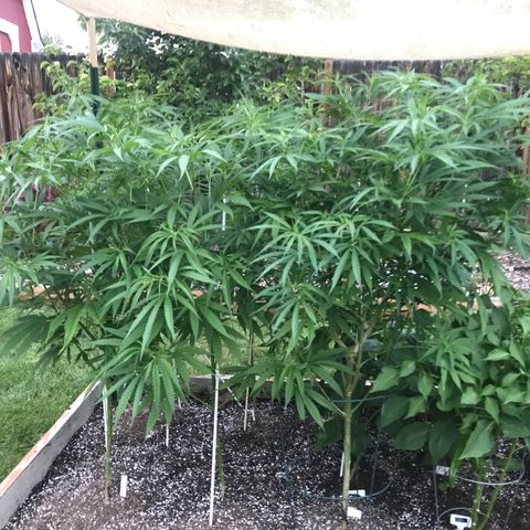 G13 fem mother Indica growlog timeline photo