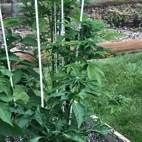 G13 fem mother Indica growlog timeline photo