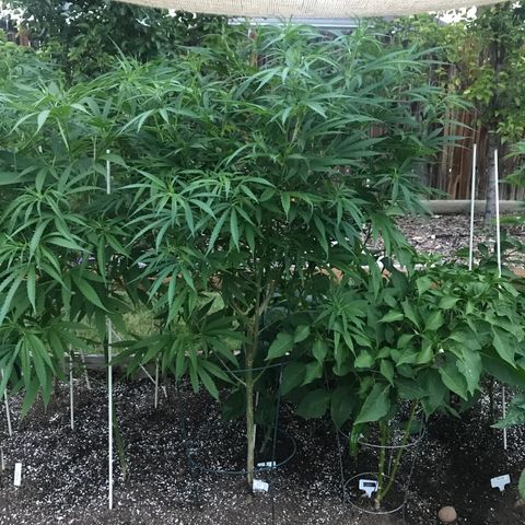 G13 fem mother Indica growlog timeline photo