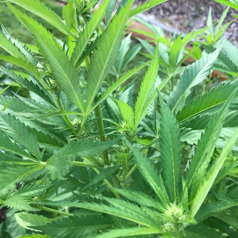 Afghan fem growlog timeline photo