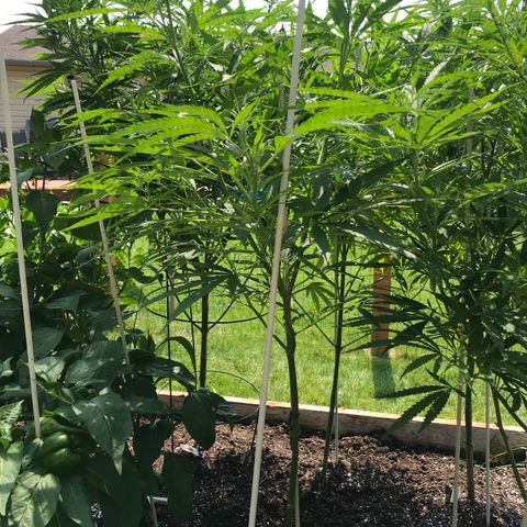 G13 fem mother Indica growlog timeline photo