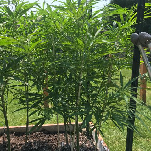 G13 fem mother Indica growlog timeline photo