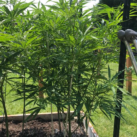 G13 fem mother Indica growlog timeline photo