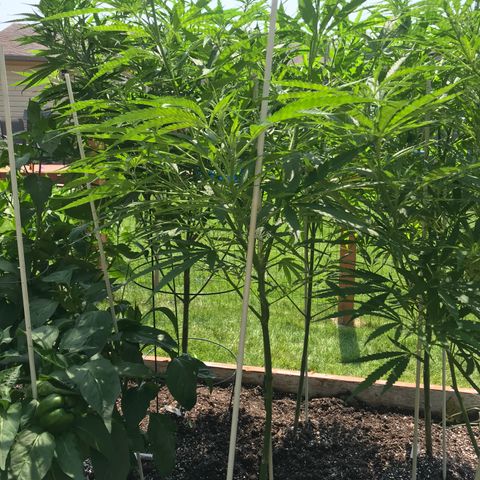 G13 fem mother Indica growlog timeline photo