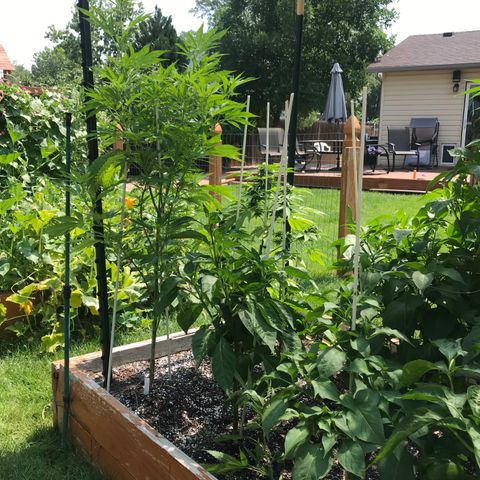 G13 fem mother Indica growlog timeline photo