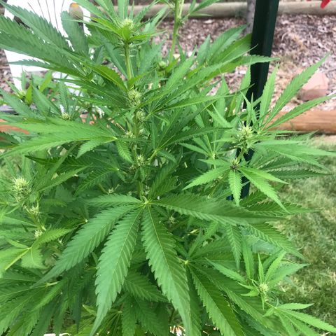 G13 fem mother Indica growlog timeline photo