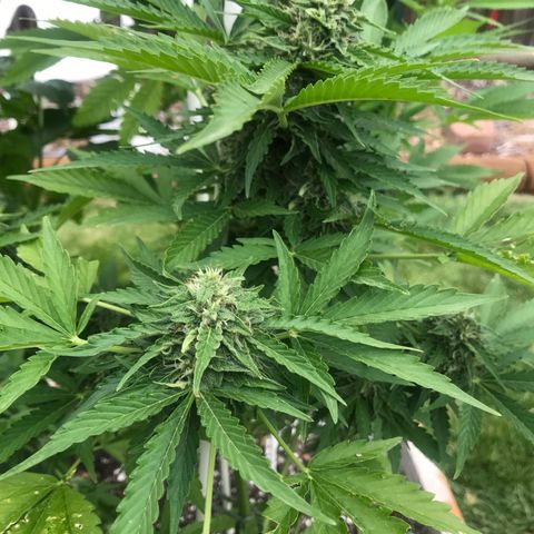 G13 fem mother Indica growlog timeline photo