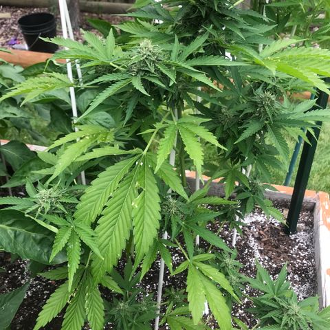 G13 fem mother Indica growlog timeline photo