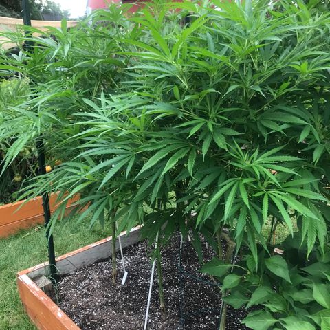 G13 fem mother Indica growlog timeline photo