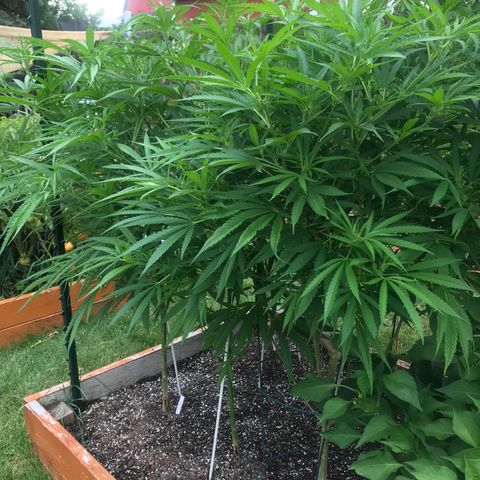 G13 fem mother Indica growlog timeline photo
