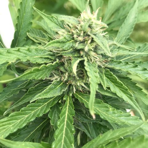 G13 fem mother Indica growlog timeline photo