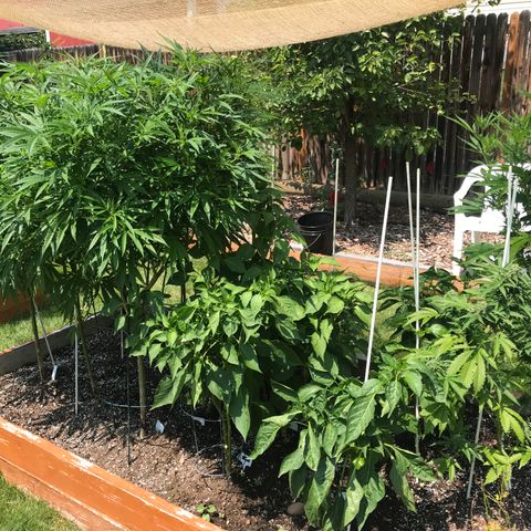 G13 fem mother Indica growlog timeline photo