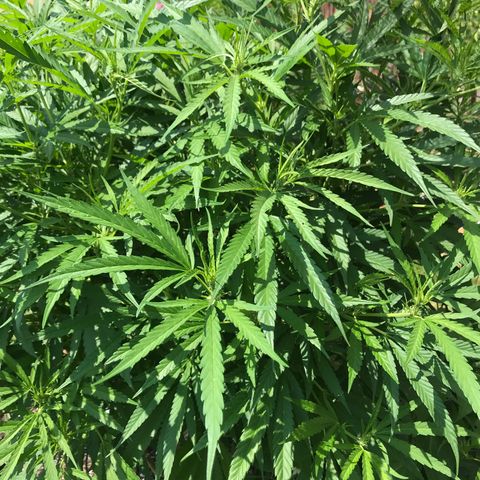 G13 fem mother Indica growlog timeline photo