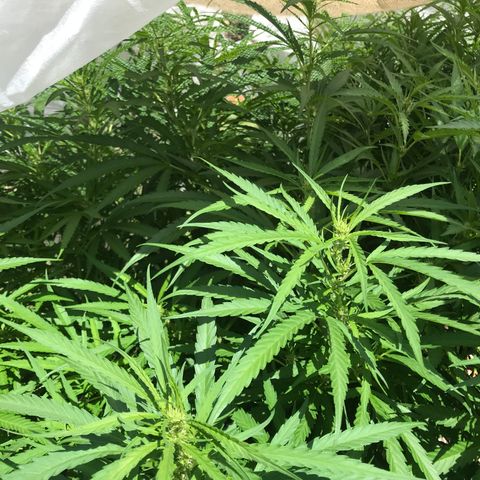 G13 fem mother Indica growlog timeline photo
