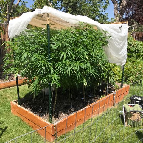 G13 fem mother Indica growlog timeline photo