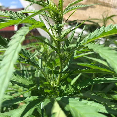 G13 fem mother Indica growlog timeline photo