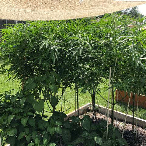 G13 fem mother Indica growlog timeline photo