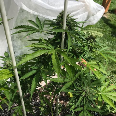 G13 fem mother Indica growlog timeline photo