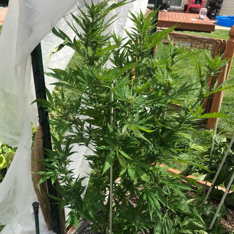 G13 fem mother Indica growlog timeline photo