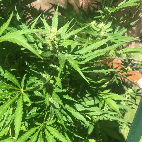 G13 fem mother Indica growlog timeline photo