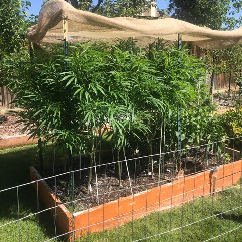 G13 fem mother Indica growlog timeline photo