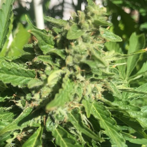G13 fem mother Indica growlog timeline photo